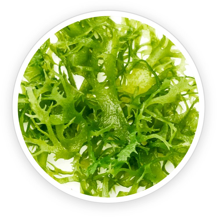 Chlorella — green algae for detox, fresh breath, and teeth benefits